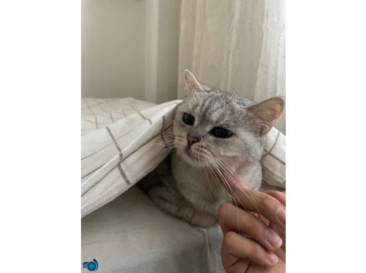 POLLY KIZIMIZA ACİL SEVGİ DOLU YUVA ARIYORUZ