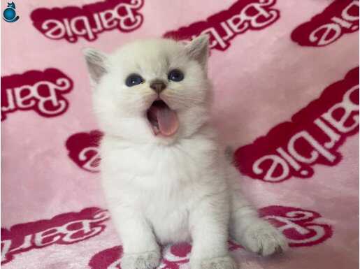 BARBİE YÜZLÜ BEBİŞ KEDİLER