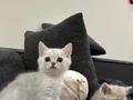 PELUŞ GİBİ CANA YAKIN BEBEĞİM