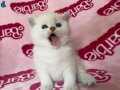 BARBİE YÜZLÜ BEBİŞ KEDİLER