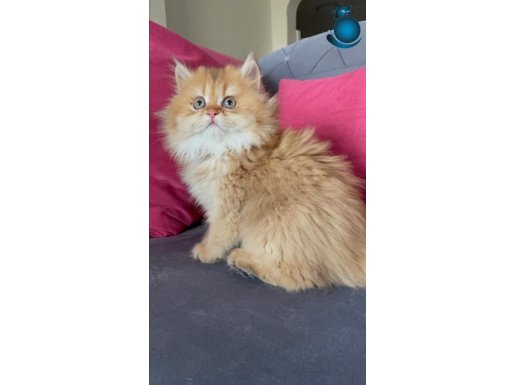 Scottish Straight Longhair Golden Yavrular
