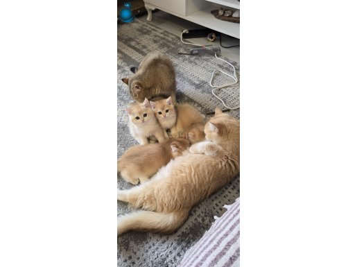 British Shorthair Golden ny12 yavrular