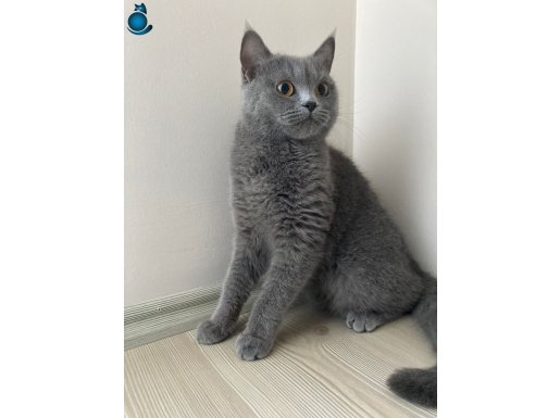 Chartreux Cinsi Kedi 