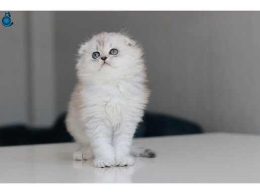 Full Şecereli Babadan Teslime Hazır ERKEK LONGHAİR