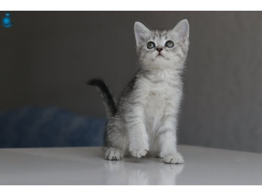 Full Şecereli Babadan Teslime Hazır Erkek