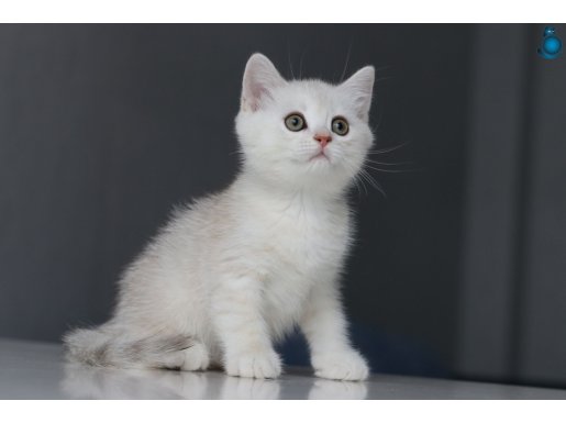 Full Şecereli Babadan Teslime Hazır 2 Erkek