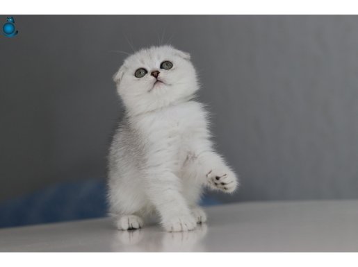 Full şecereli Babadan Teslime Hazır Dişi