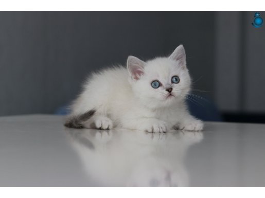 Full şecereli Babadan Teslime Hazır ERKEK