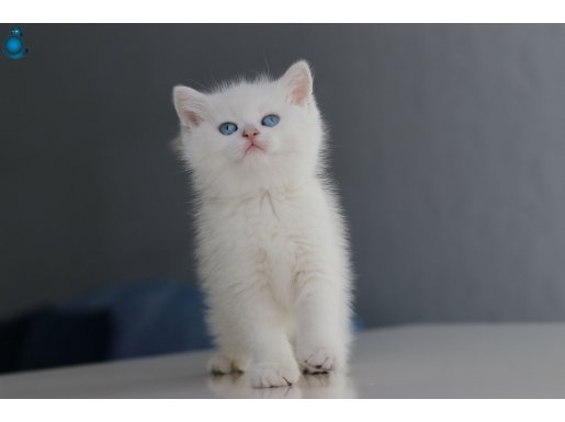 Full Şecereli Babadan Teslime Hazır DİŞİ