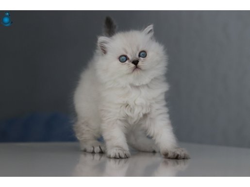 Full Şecereli Babadan Teslime Hazır Erkek