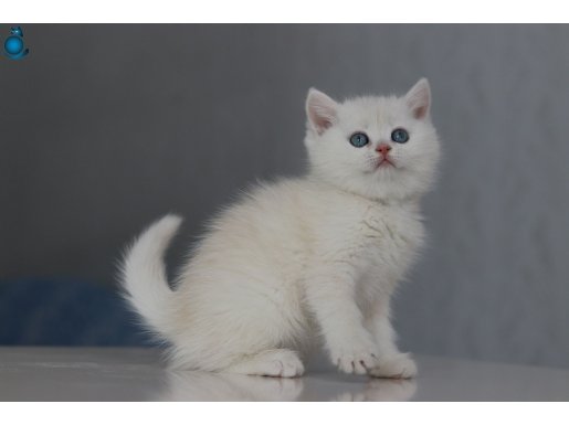 Full Şecereli Babadan Teslime Hazır 2 Erkek