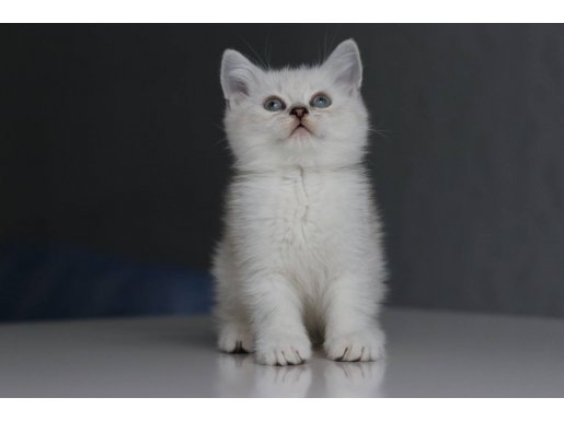 Pursaklar’da Mavi Gözlü Gümüş Prenses: Şecereli Babadan Dişi Yavru