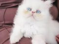 Sevimli pofuduk akıllı oyuncu İran kedisi show kalite