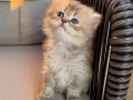 BRİTİSH LONG HAİR KIZ ÖZEL RENK