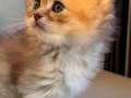 BRİTİSH LONG HAİR KIZ ÖZEL RENK