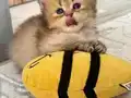 BRİTİSH LONG HAİR KIZ ÖZEL RENK