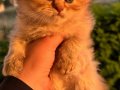 BRİTİSH LONG HAİR KIZ ÖZEL RENK