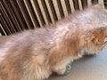 BRİTİSH LONG HAİR KIZ ÖZEL RENK