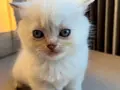 Sarı yanaklı pamuk dişi British Shorthair