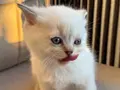 Sarı yanaklı pamuk dişi British Shorthair