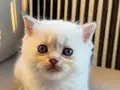 Sarı yanaklı pamuk dişi British Shorthair
