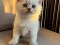 Sarı yanaklı pamuk dişi British Shorthair