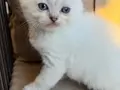 Sarı yanaklı pamuk dişi British Shorthair