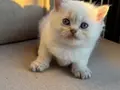 Sarı yanaklı pamuk dişi British Shorthair