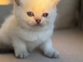 Sarı yanaklı pamuk dişi British Shorthair