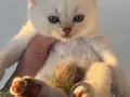 Sarı yanaklı pamuk dişi British Shorthair