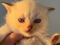 Sarı yanaklı pamuk dişi British Shorthair