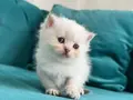 Sarı yanaklı pamuk dişi British Shorthair