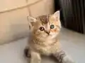 Özel renk Chocolate&golden kırması British Shorthair dişi