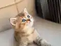 Özel renk Chocolate&golden kırması British Shorthair dişi