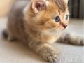 Özel renk Chocolate&golden kırması British Shorthair dişi