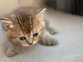 Özel renk Chocolate&golden kırması British Shorthair dişi