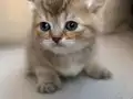 Özel renk Chocolate&golden kırması British Shorthair dişi