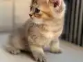 Özel renk Chocolate&golden kırması British Shorthair dişi