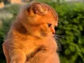 Özel renk Chocolate&golden kırması British Shorthair dişi