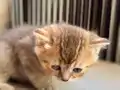 Özel renk Chocolate&golden kırması British Shorthair dişi