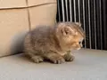Özel renk Chocolate&golden kırması British Shorthair dişi