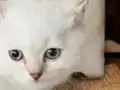 Bursa 2 Aylık Dişi British Shorthair 
