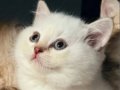 Bursa 2 Aylık Dişi British Shorthair 