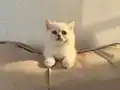 Bursa 2 Aylık Dişi British Shorthair 