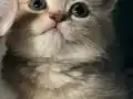 Bursa British Shorthair Küllü Sarı erkek 2 aylık