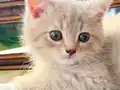 Bursa British Shorthair Küllü Sarı erkek 2 aylık