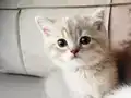 Bursa British Shorthair Küllü Sarı erkek 2 aylık