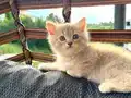 Bursa British Shorthair Küllü Sarı erkek 2 aylık