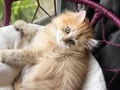 Dişi British Longhair chocolate-golden 2.5 aylık
