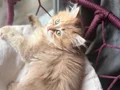 Dişi British Longhair chocolate-golden 2.5 aylık